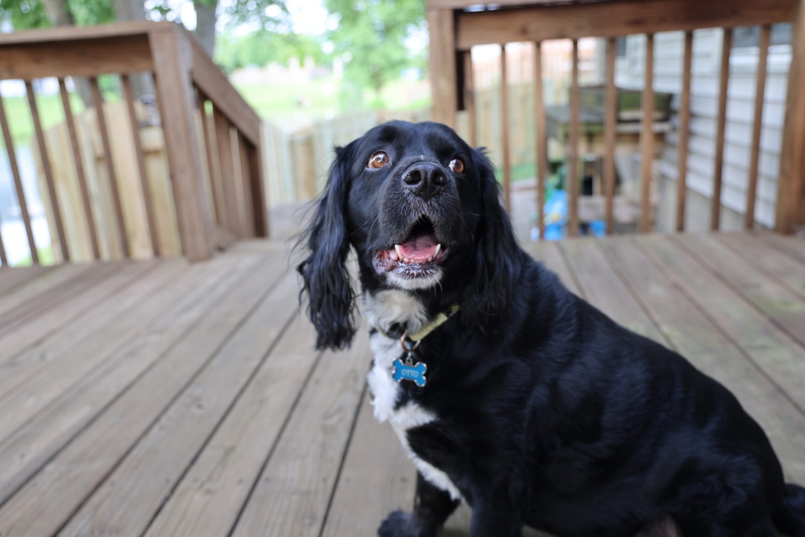 Otto the cocker spaniel on his deck close up. Looking up with moth open panting