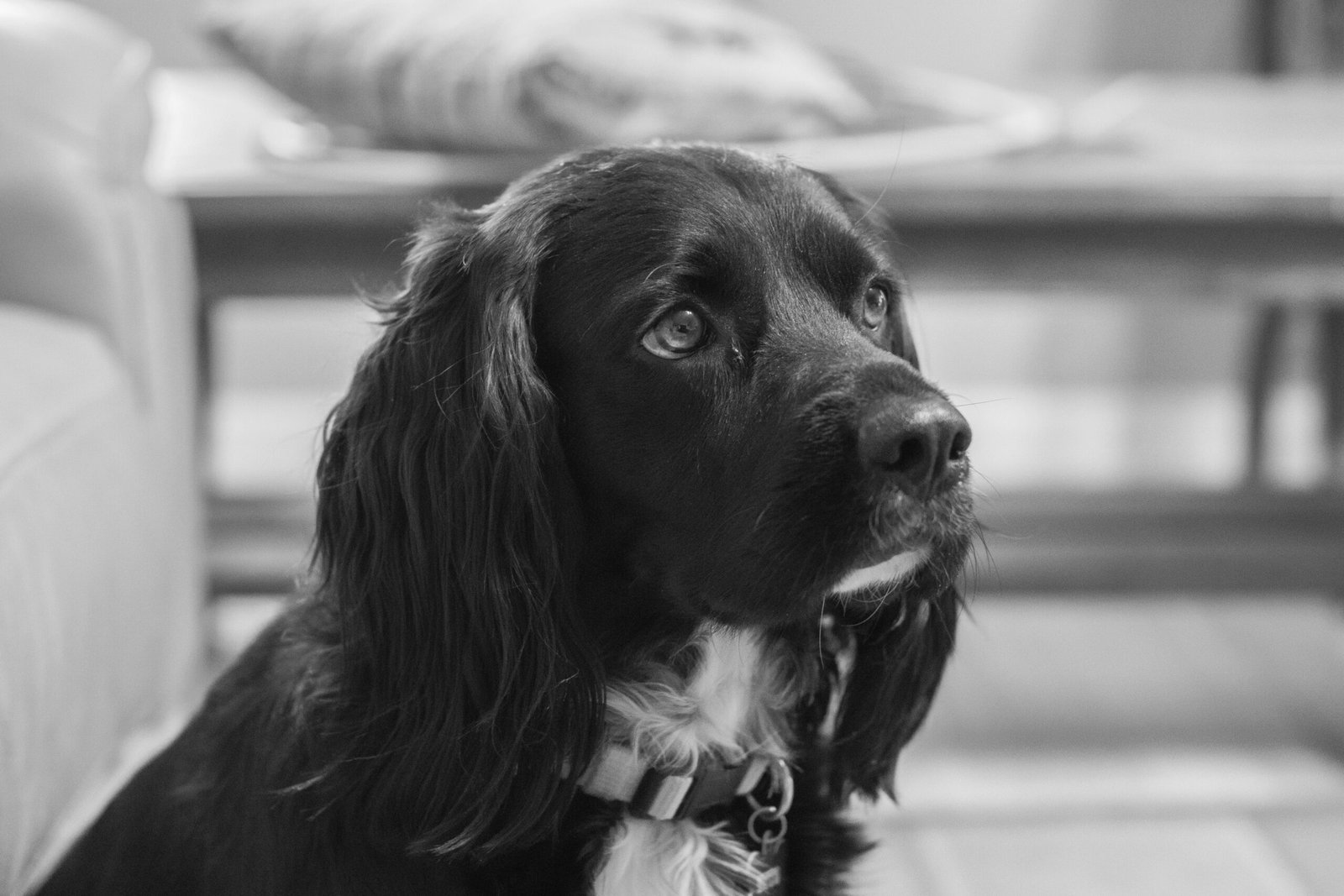 Otto, a cocker spaniel dog, gazing into the distance, black and white photo.