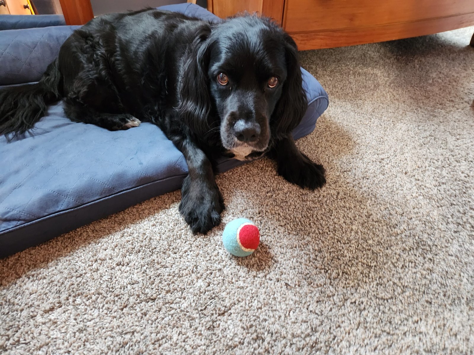 Otto, the black cocker spaniel, lying safe on his blue bed, guarding his ball, with another ball in his mouth.